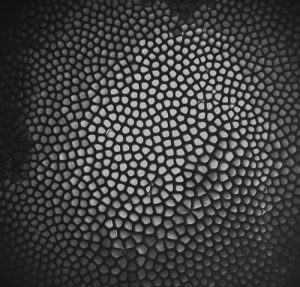 A cellular pattern interface grown in microgravity